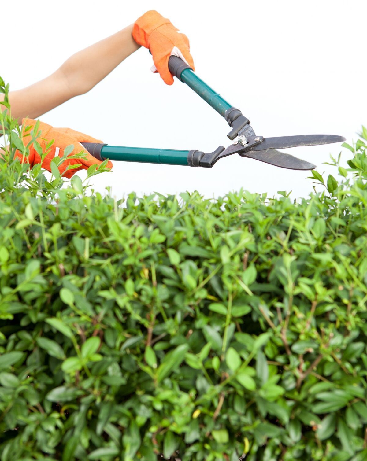 Hedge Shears, Loppers & Saws